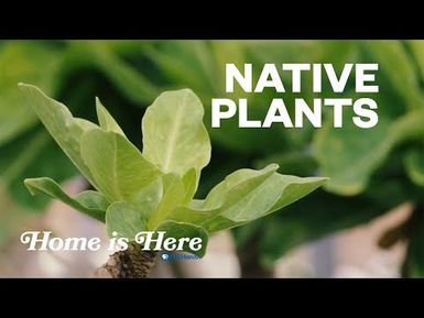Native Hawaiian Plants | PBS HAWAIʻI