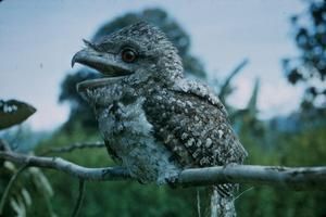 [Frogmouth close-up in Papua New Guinea]
