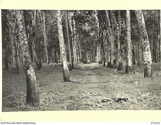 KOKODA, NEW GUINEA. 1944-04-11. A RUBBER PLANTATION PHOTOGRAPHED AT THE DIRECTION OF VX67415 LIEUTENANT R.B. EWERS, OFFICIAL WAR ARTIST, MILITARY HISTORY SECTION, FOR USE AS REFERENCE MATERIAL