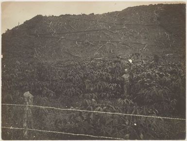 Nursery of Rubber Trees