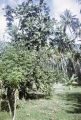 French Polynesia, breadfruit trees and coconut palms on Moorea Island