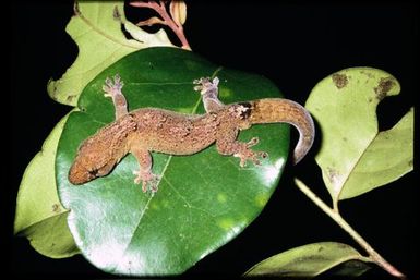 Gecko sp.