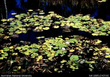 Lillies on Beswick Creek