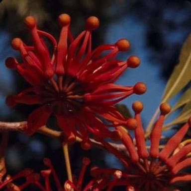 [Stenocarpus sinuatus growing in New Caledonia]