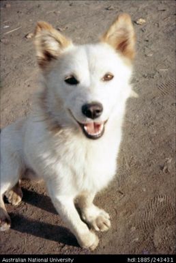 White dog