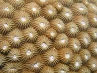 Patterns in Undersea Nature 19