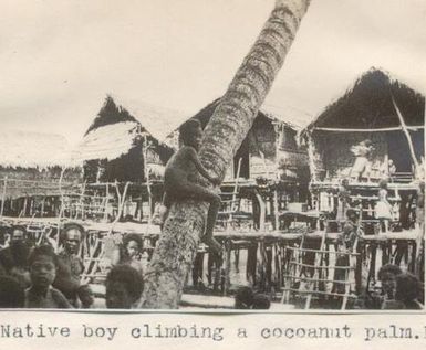 Native boy climbing a coconut palm, Port Moresby, Papua New Guinea.
