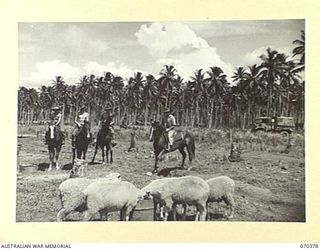 MILNE BAY, NEW GUINEA, 1944-01-11. MEMBERS OF NO.1 PLATOON 2/1ST FIELD BUTCHERY COMPANY, AT THE UNIT SLAUGHTER YARDS