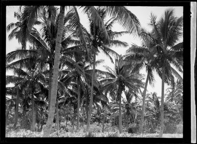 View of coconut palm trees, Tonga