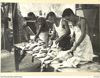 BOUGAINVILLE ISLAND. 1944-12-24. COOKS OF THE 9TH INFANTRY BATTALION PREPARING CHRISTMAS TURKEYS FOR THE OVEN. IDENTIFIED PERSONNEL ARE:- Q16836 PRIVATE E.F. LOVE (1); QX37936 PRIVATE H.F. BRATBY ..