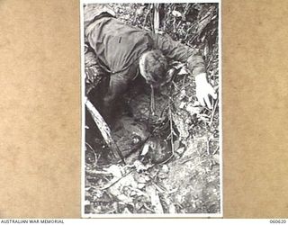 SATTELBERG AREA, NEW GUINEA. 1943-11-18. SX13571 ACTING CORPORAL G. HOWELL OF COWELL, SA, AND OF THE 2/48TH. AUSTRALIAN INFANTRY BATTALION SEARCHING THE BODY A DEAD JAPANESE OFFICER FOR MAPS AND ..