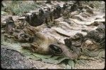 Ritual exchange: pork and dead cassowaries arranged for ceremonial exchange