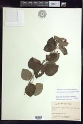Stigmaphyllon patricianum-firmenichianum