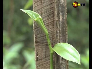 COMMERCIALIZATION OF VANILLA