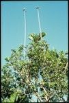 Airplanes of balsa-like wood made by young boys for fun