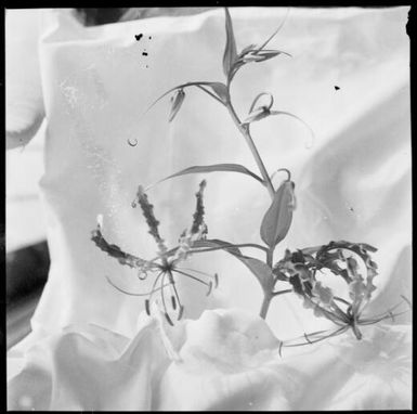 Gloriosa superba, a New Guinea orchid, Rabaul, New Guinea, ca. 1936, 1 / Sarah Chinnery