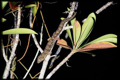 Gecko sp.