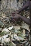 Food preparation: removing leaves covering food in above-ground oven