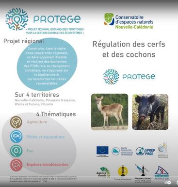 Pigs Management in the French territories