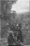 Pig festival, stake-planting, Tuguma: men with stakes and bamboo stand next to cordyline planted beside a trail