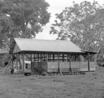 Myer's plantation. Cocoa fermentation shed.