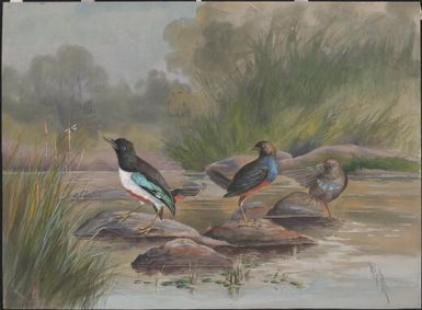 Pitta mackloti, Papua New Guinea, 1917 / Ellis Rowan