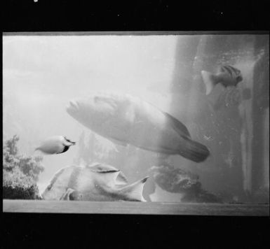 A groper in the aquarium, Noumea, New Caledonia, 1967 / Michael Terry