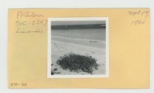 [Portulaca in Hawaii, envelope IE30-200]