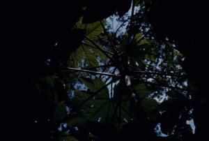 [Trevesia tree branching form and leaves at Espiritu Santo, Vanuatu]