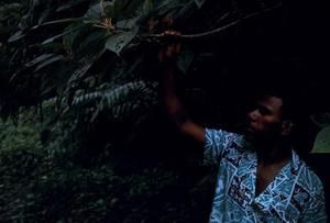 [Unidentified plant branch being displayed by unidentified person at Espiritu Santo, Vanuatu]