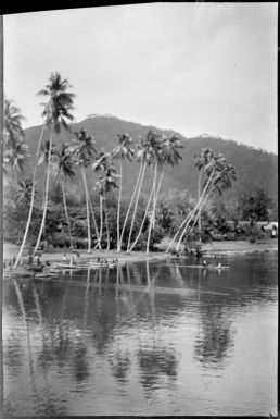 Just a few yards from Chinnery's house with North Daughter Mountain beyond, Malaguna Road, Rabaul, New Guinea, ca. 1935, 2 / Sarah Chinnery