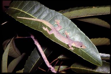 Hemidactylus garnotii