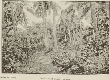 Among the palms, Tonga