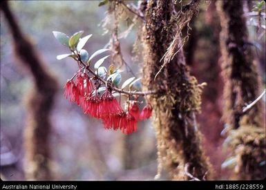 Splashes of brightly-coloured flowers, fruit and fungi contrast with the dull colours of the moss forest in the 2 900-metre pass over the Muller Range