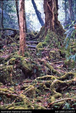 The moss enveloped floor of the montane rainforest on the path over Muller Range to Febi territory