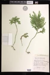 Selaginella pseudovolkensii