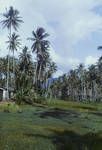 Coconut plantation in Tinputz area of Bougainville, May 1963