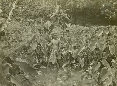 ["Samoa-Inseln, Taro-Ernte"]
