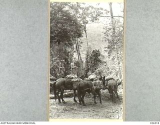 PAPUA, NEW GUINEA. 1942-08. MUCH OF THE SUPPLIES FOR THE FORWARD AREA IN NEW GUINEA WHERE THE COUNTRY IS INACCESSIBLE TO WHEELED TRANSPORT, IS TAKEN FORWARD BY MULE PACK TEAMS WHICH ARE OPERATED BY ..