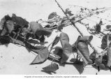 Morning glory showing abnormal growth near target area, Eniwetok Atoll, summer 1949