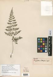 Dryopteris aneitensis