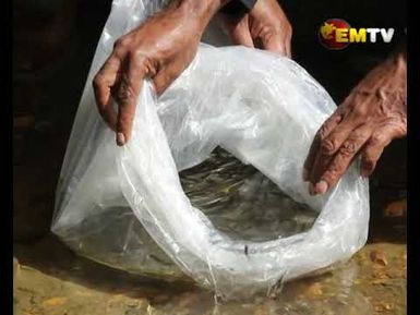 Fish Restock in Enga
