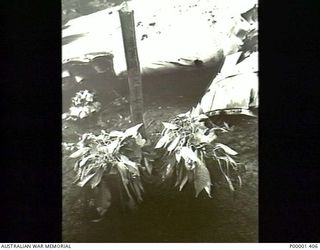 NEW IRELAND, 1945-10. CLOSE UP OF THE GRAVE AND PART OF THE LOCKHEED VENTURA AIRCRAFT WRECKAGE (NZ4613) COVERED IN PHOTOGRAPH P0001/418/405. (RNZAF OFFICIAL PHOTOGRAPH.)