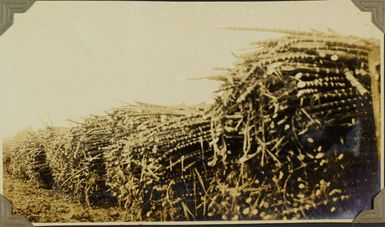 Cut sugar canes at Lautoka, Fiji, 1928