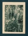 Two men sitting on tree branches, New Guinea, c1929 to 1932