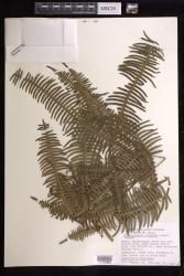 Dicranopteris linearis