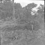 Lafelamu plantation, tia no. 2 north side, buttresses and recesses.