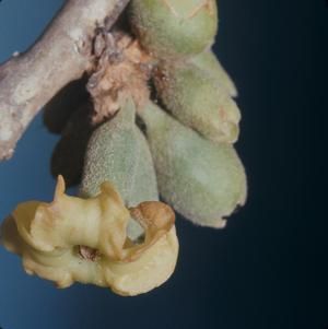 [Nothocestrum breviflorum close-up from Ka‘ūpūlehu, United States]