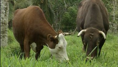 Sustainability the focus for Vanuatu's cattle industry