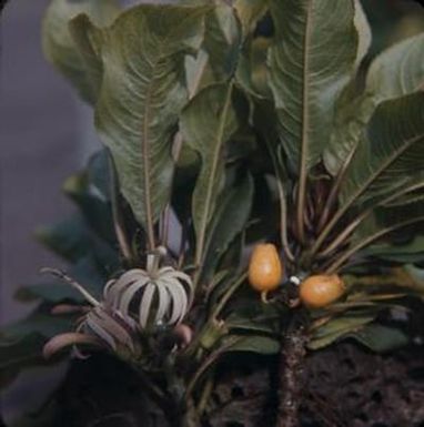 [Clermontia persicifolia close-up at Kulani Road, United States]